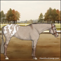 Horse Color:Liver Red Dun Mushroom Appaloosa Brindle