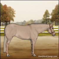 Horse Color:Red Dun Mushroom Brindle 