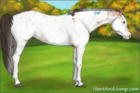 Horse Color:Bay Sabino Appaloosa Rabicano 