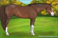 Horse Color:Liver Chestnut Sabino