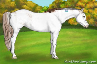 Horse Color:Chestnut Sabino