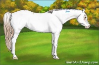 Horse Color:Chestnut Sabino Appaloosa
