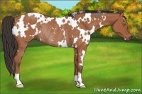 Horse Color:White Spotted Bay Rabicano 