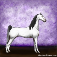 Horse Color:White Spotted Brown Dun Sabino Appaloosa Brindle