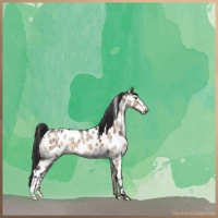 Horse Color:Brown Roan Dun Appaloosa Brindle