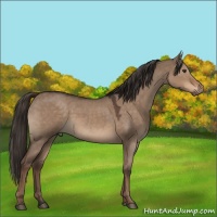Horse Color:Liver Red Dun Roan 
