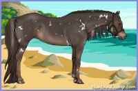 Horse Color:White Spotted Liver Red Roan Rabicano 