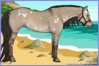 Horse Color:White Spotted Liver Red Dun 