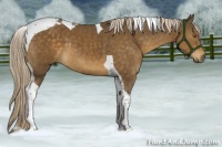 Horse Color:Chocolate Palomino Tobiano 
