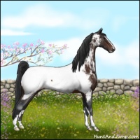 Horse Color:Brown Sabino Appaloosa 