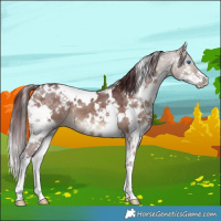 Horse Color:White Spotted Chocolate Brown Dun Splash 
