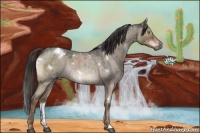 Horse Color:White Spotted Liver Red Dun Roan