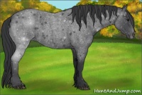 Horse Color:Blue Roan 