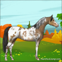 Horse Color:Gray Liver Red Dun Sabino Tobiano Appaloosa Rabicano 