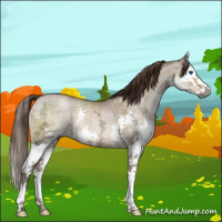 Horse Color:Gray Buckskin Ice Pearl Dun Mushroom Sabino Splash Brindle