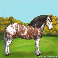 Horse Color:Bay Sabino Splash Blanket 