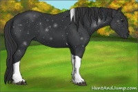 Horse Color:Black Tobiano 