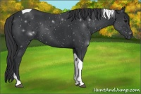 Horse Color:Black Tobiano 