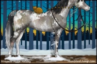 Horse Color:White Spotted Grullo Onyx Rabicano 