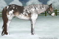 Horse Color:White Spotted Liver Chestnut 