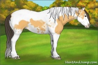 Horse Color:Buckskin Splash Tobiano 