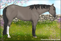 Horse Color:Grullo