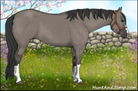 Horse Color:Grullo 