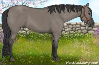 Horse Color:Grullo 