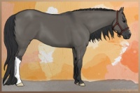 Horse Color:Grullo 
