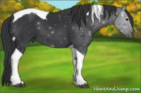 Horse Color:Black Tobiano 