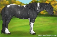 Horse Color:Black Tobiano 
