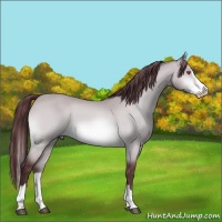 Horse Color:Chocolate Bay Chinchilla Sabino Splash 