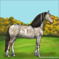 Horse Color:White Spotted Liver Red Dun Brindle 