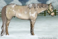 Horse Color:White Spotted Chocolate Palomino Roan Dun 
