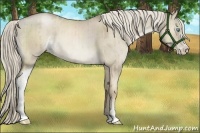 Horse Color:Chocolate Palomino Roan Pearl Dun Mushroom Sabino Brindle 