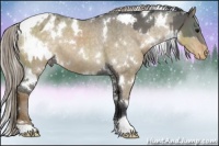 Horse Color:White Spotted Grullo Sabino Appaloosa  and White Spotted Chocolate Palomino Dun Appaloosa 