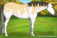 Horse Color:Buckskin Splash 