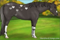 Horse Color:Smoky Black