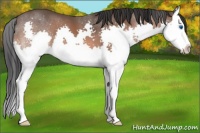 Horse Color:Bay Splash 