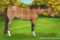 Horse Color:Plaid  Buckskin 