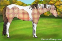 Horse Color:Plaid  Buckskin Ice Tobiano 