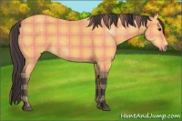 Horse Color:Plaid  Buckskin 