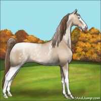 Horse Color:White Spotted Liver Red Dun Pearl Sabino Rabicano