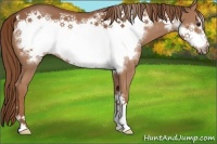 Horse Color:Chestnut Frame 