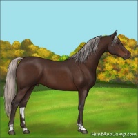 Horse Color:Silver Brown 