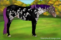Horse Color:Painted Liver Chestnut Ice Tobiano Appaloosa