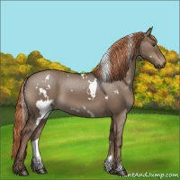 Horse Color:White Spotted Liver Red Dun 
