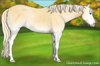 Horse Color:Palomino Onyx Splash 