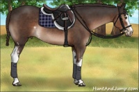Horse Color:White Spotted Liver Chestnut Sabino Rabicano