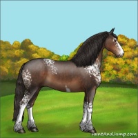 Horse Color:White Spotted Liver Chestnut 